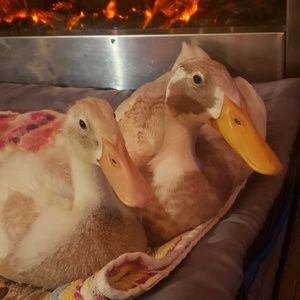 Meet your Posher, Steph